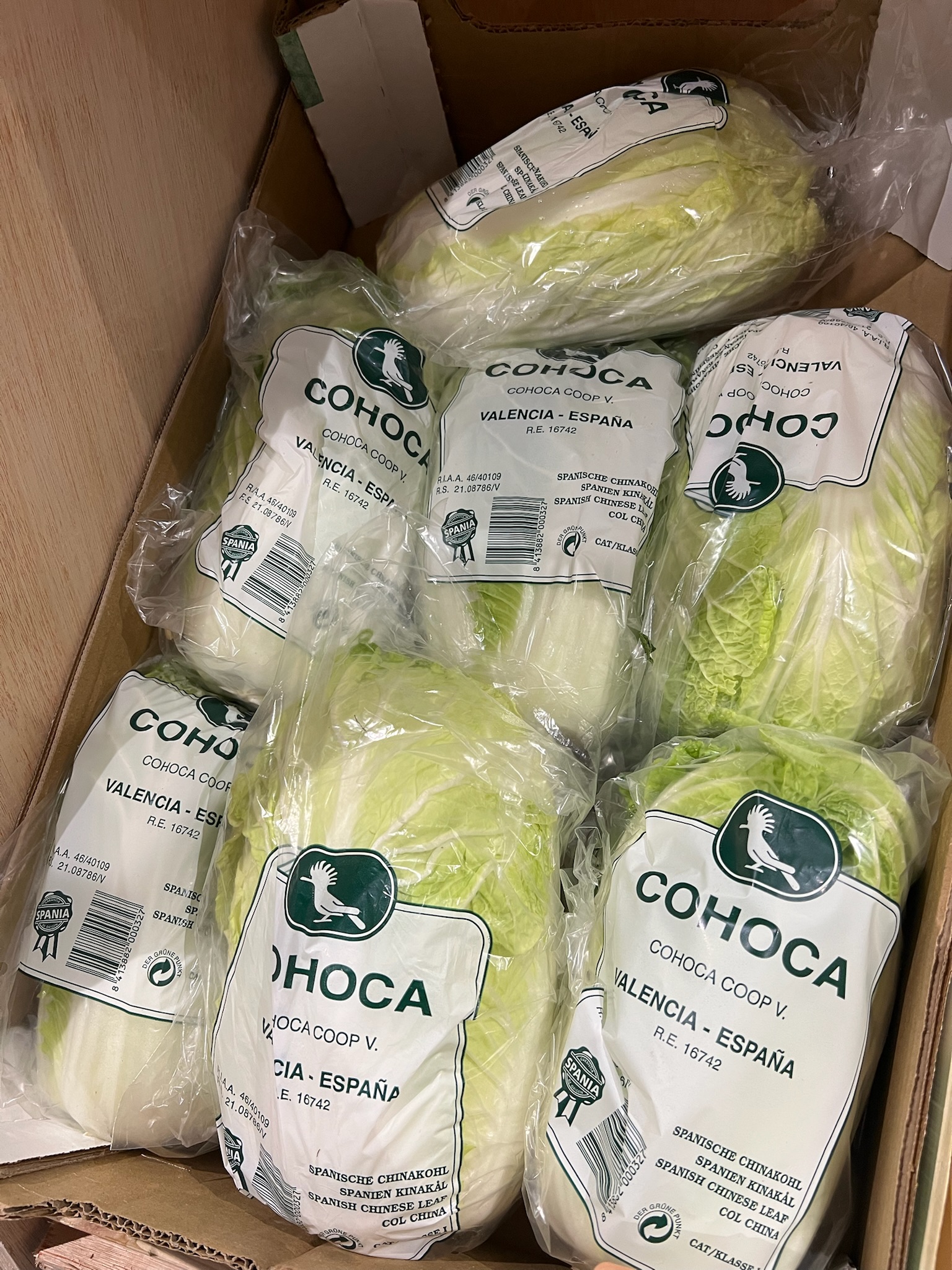 Chinese cabbage