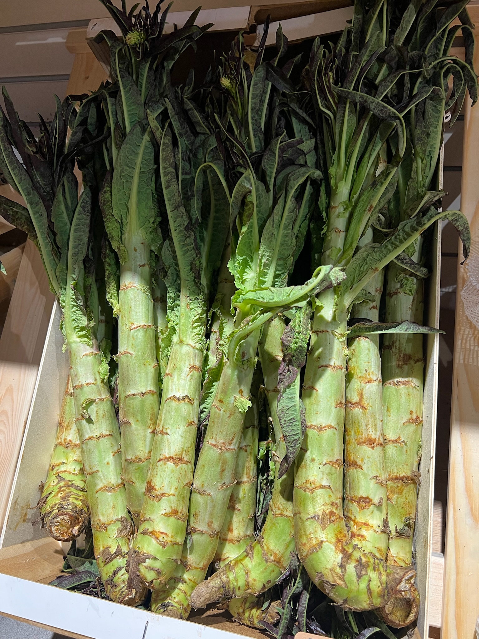 Daikon radish