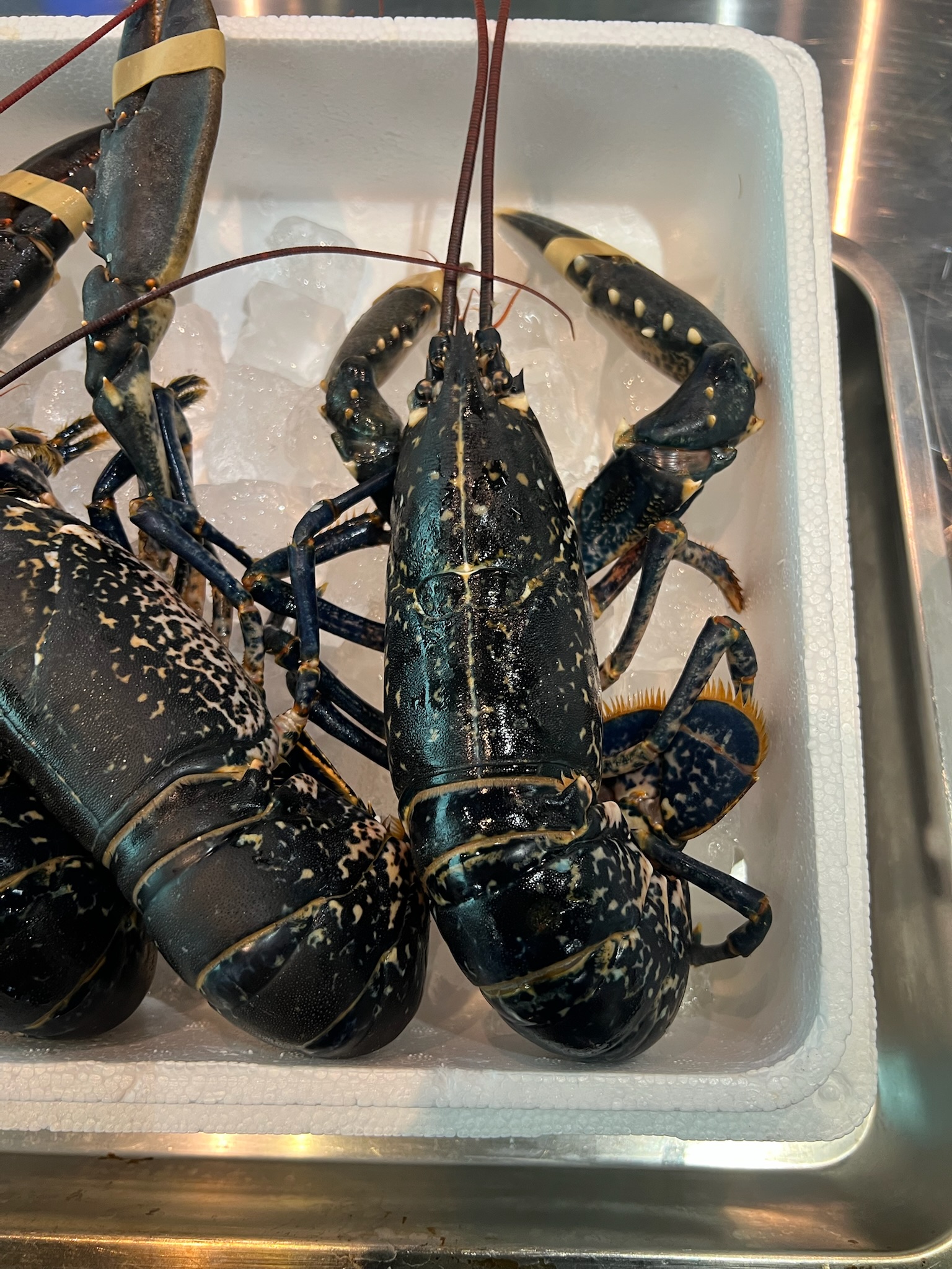 Live lobster