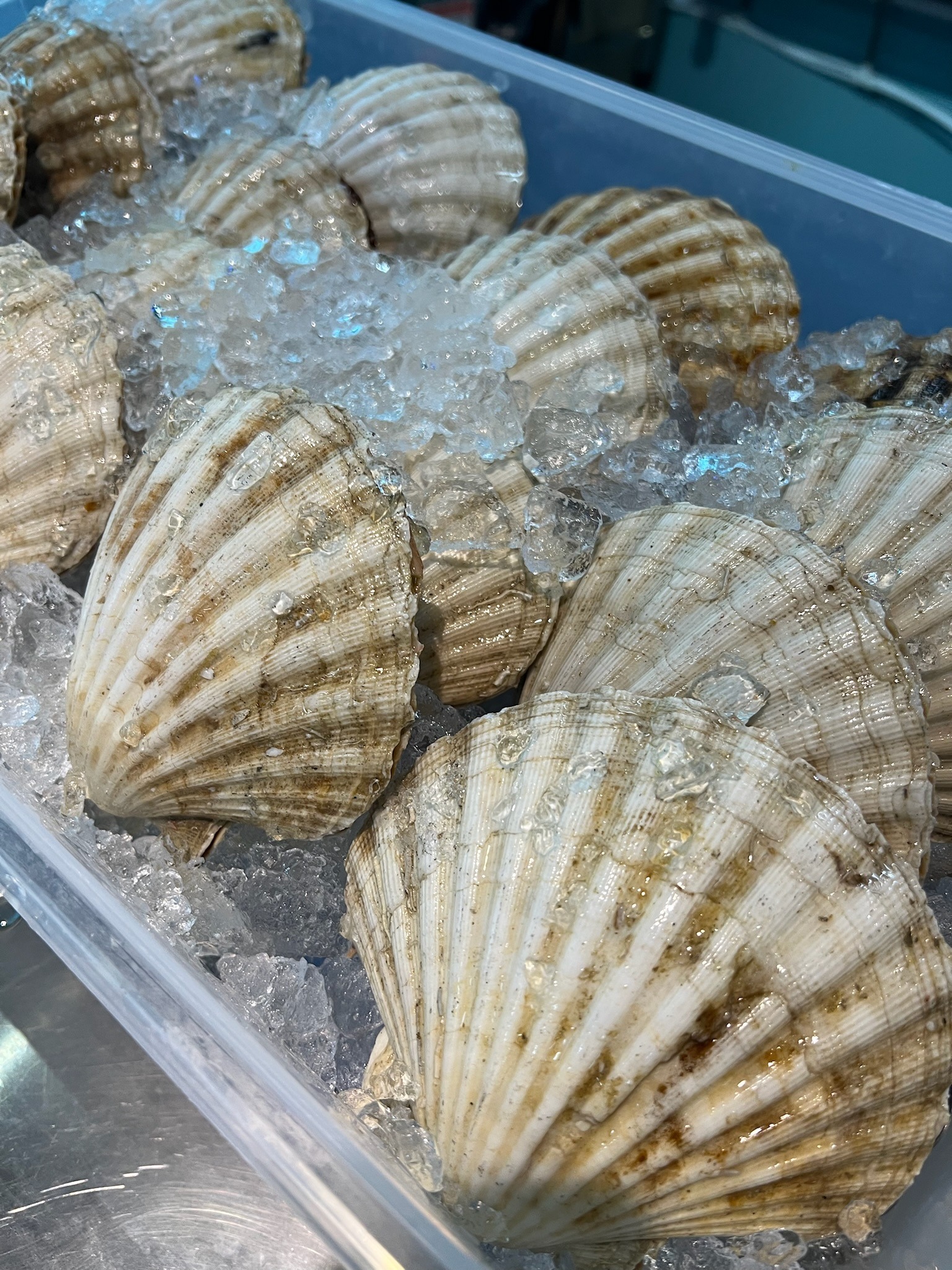 Fresh scallops