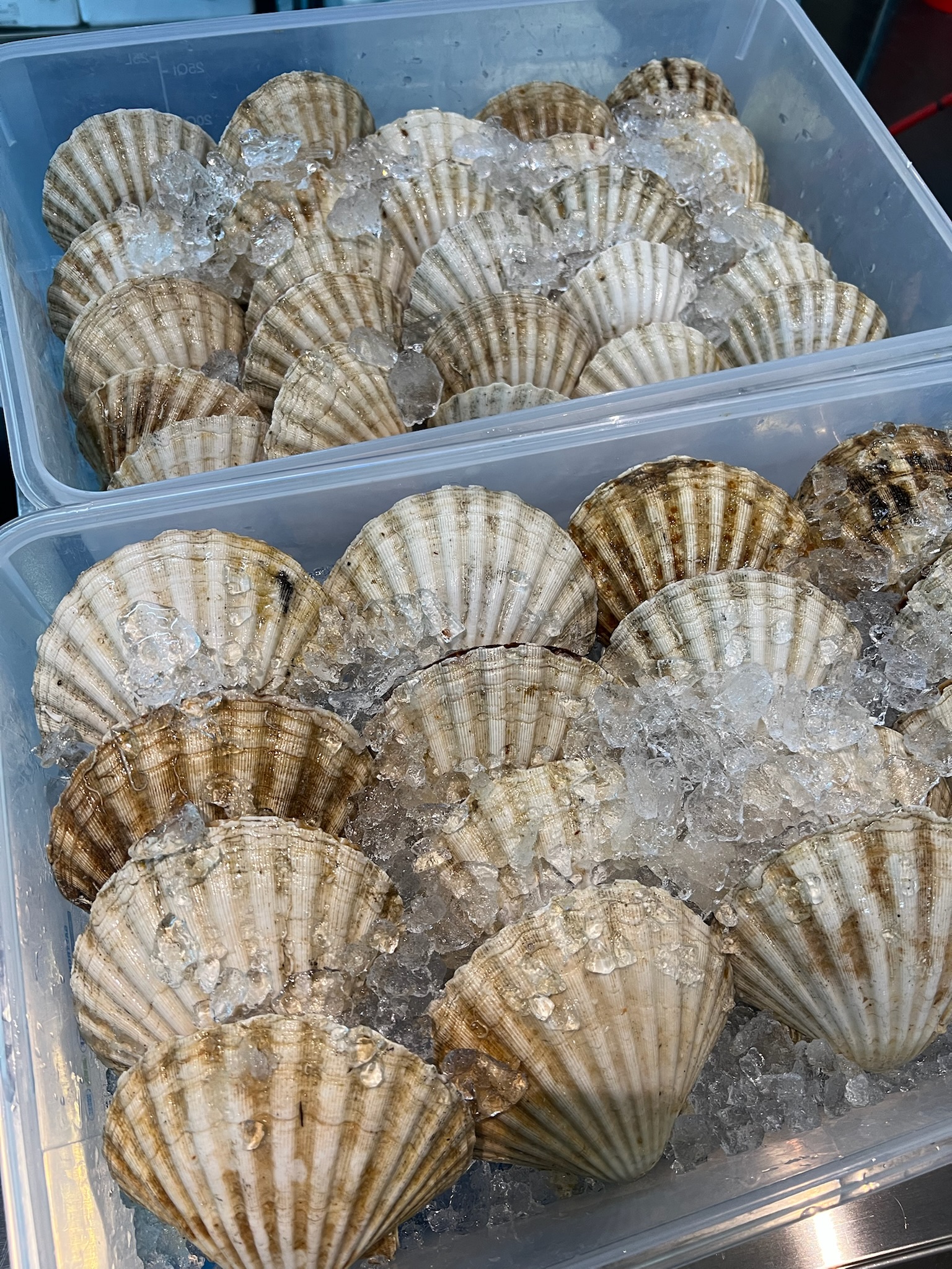 Scallops